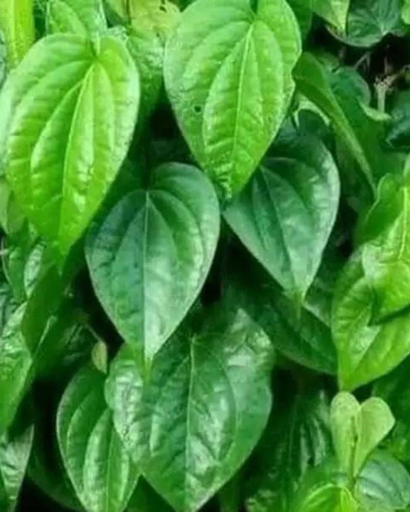 Shopee/Sahabat Tani Official Store